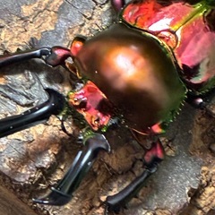 PMR-R血統ニジイロクワガタ幼虫6頭の画像