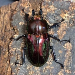 PMR-R血統ニジイロクワガタ幼虫6頭の画像