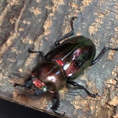 PMR-R血統ニジイロクワガタ幼虫6頭の画像