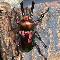 PMR-R血統ニジイロクワガタ幼虫6頭の画像