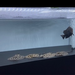 アクリル水槽セットの画像