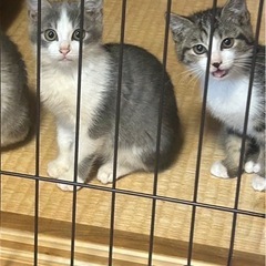 キジ白とグレーハチワレの姉妹猫です