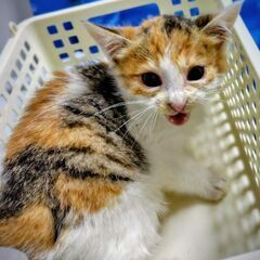 子猫1ヶ月半　保護猫　