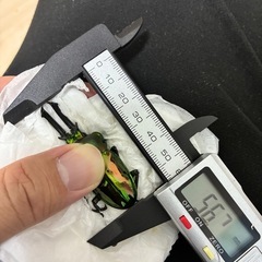 ニジイロクワガタ　新成虫♂単品の画像