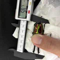 ニジイロクワガタ　新成虫♂単品の画像