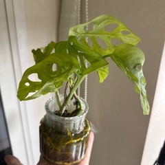 マドカズラ水耕栽培の画像