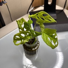 マドカズラ水耕栽培の画像