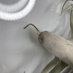 ニトリの造花　エアープランツ観葉植物の画像