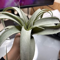 ニトリの造花　エアープランツ観葉植物の画像