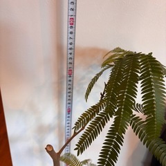 エバーフレッシュの画像