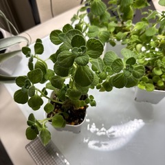 その②アロマティカス　虫除けの画像