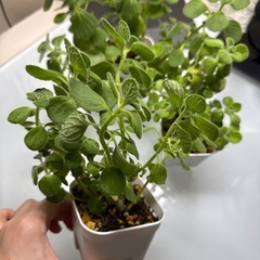 その②アロマティカス　虫除けの画像