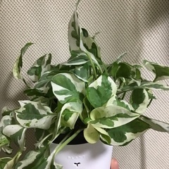 ポトス（鉢ごと）です。の画像