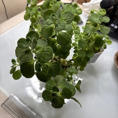 その3アロマティカス　虫除けハーブの画像