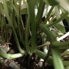 ポトス（鉢ごと）です。の画像