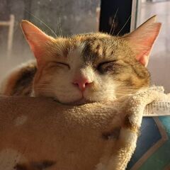 ❣️12/10サチネコ譲渡会❣️みぃちゃん✨優しい三毛の女…