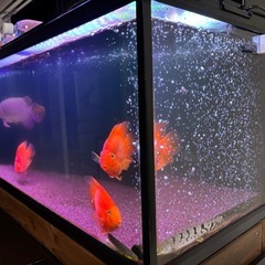 ガラス水槽1200×450×450上部濾過と水槽棚の3点セットの画像