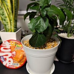 【室内向け】ハイビスカス ピンク 面倒な植え替え不要の画像