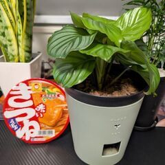 【観葉植物】カラテア・オルビフォリア 底面給水鉢の画像