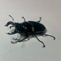 タランドゥスオオツヤクワガタの画像