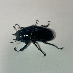 タランドゥスオオツヤクワガタの画像