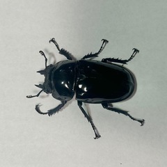 タランドゥスオオツヤクワガタの画像