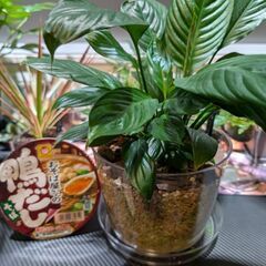 【観葉植物】スパティフィラムの画像