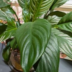 【観葉植物】スパティフィラムの画像