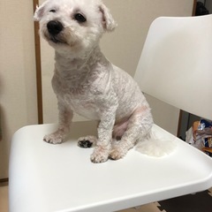 マルプー 9歳 オス