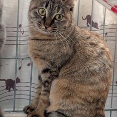 まんまる女子【ひびき】