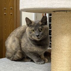 おっとり系【あこ】