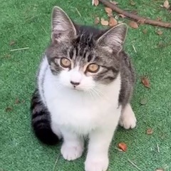 子猫2匹の里親募集