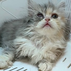 純血種スコティッシュストレートの女の子