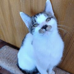 ①キジ白・オス【ソナタ】