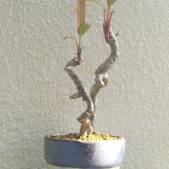 コルジリネターミナリスの画像