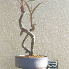 コルジリネターミナリスの画像