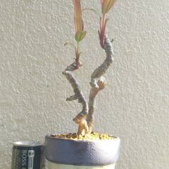 コルジリネターミナリスの画像