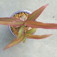 コルジリネターミナリスの画像