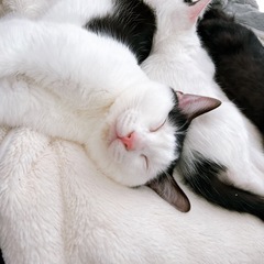 【オスのハチワレ7ヶ月・元気いっぱい】