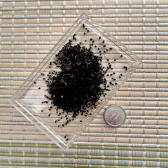 ニゲラ　6g 種　たくさんの画像
