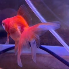 金魚　琉金（リュウキン）の画像