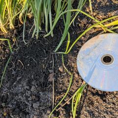 大根　抜き苗　大根の苗　10本の画像