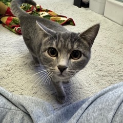 可愛いグレー猫ビビちゃん　最後の3枚はちいちゃい時の写真です - 柴田郡