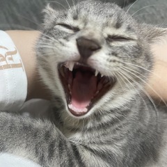 可愛いグレー猫ビビちゃん　最後の3枚はちいちゃい時の写真です − 宮城県