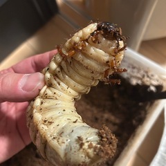 値下げしました！！　12/22時点で残り13頭です！　極太血統ヘラクレス幼虫　ご購入頭数が多いほどお安くさせていただきます！！！の画像