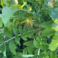 青首大根🥬1本100円の画像