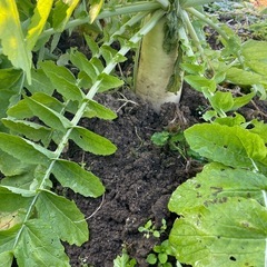 青首大根🥬1本100円の画像