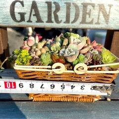 多肉植物★寄せ植え★の画像