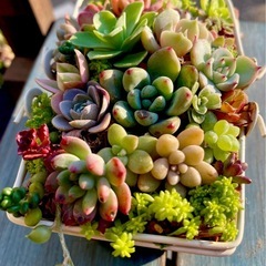 多肉植物★寄せ植え★の画像