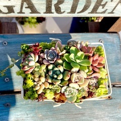 多肉植物★寄せ植え★の画像
